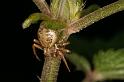 Xysticus_cristatus_D4995_Z_85_Les Gris_Frankrijk